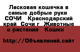 Ласковая кошечка в самые добрые руки! СОЧИ - Краснодарский край, Сочи г. Животные и растения » Кошки   